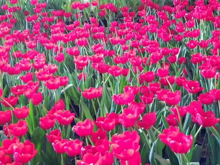Field of Pink Flowers