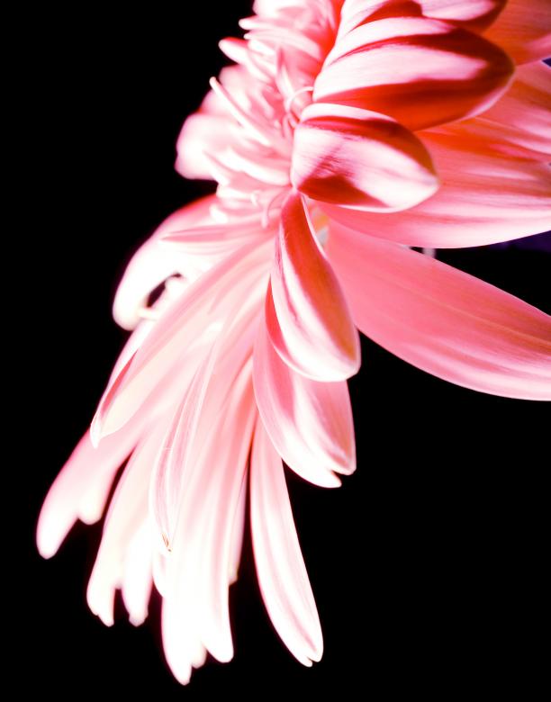 Free stock image of Pink flower created by 2happy