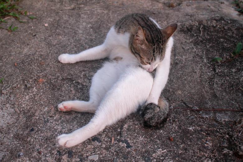 Free stock image of Cat Cleaning Itself created by MegaSupremE7