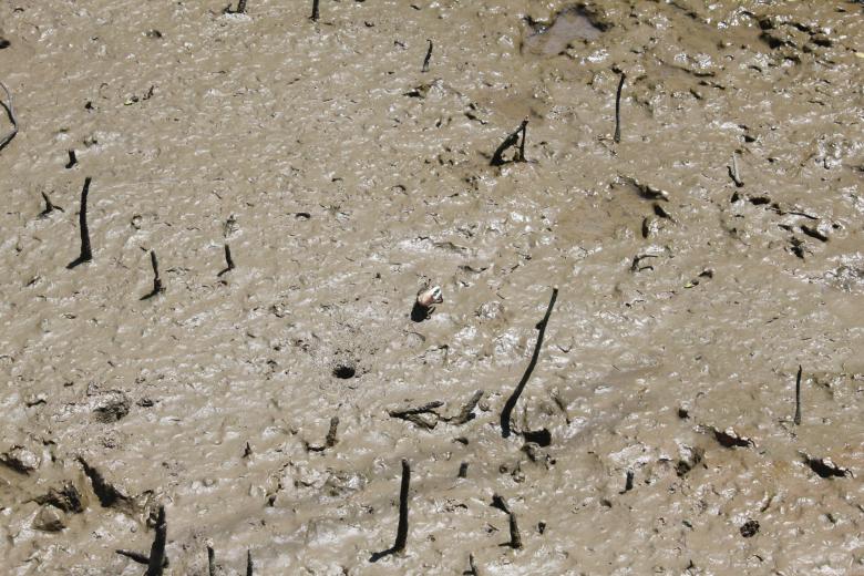 Free stock image of Mangrove Forest Mud created by MegaSupremE7