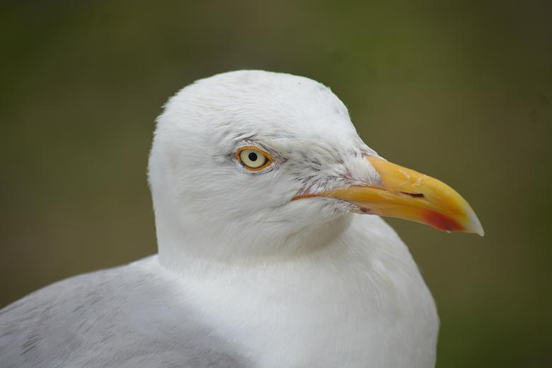 Free stock image of Seagull Head created by Katrin