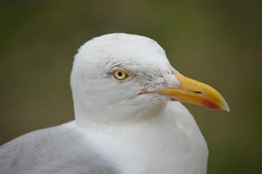 Seagull Head - Free Stock Photo