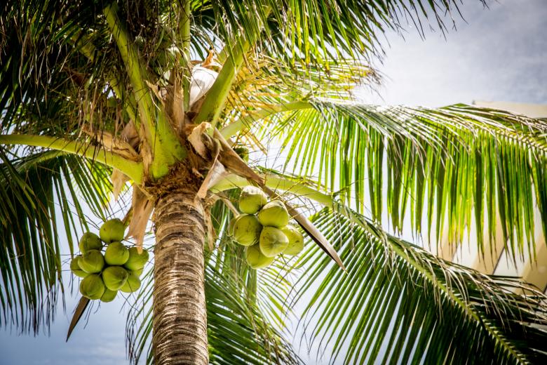 Free stock image of Palm on the Beach created by Katrin