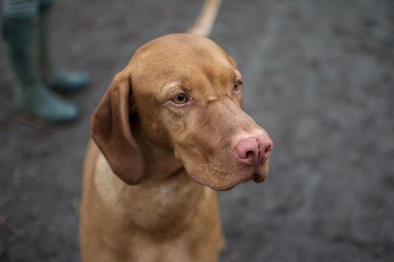 Free stock image of Brown Dog created by Katrin