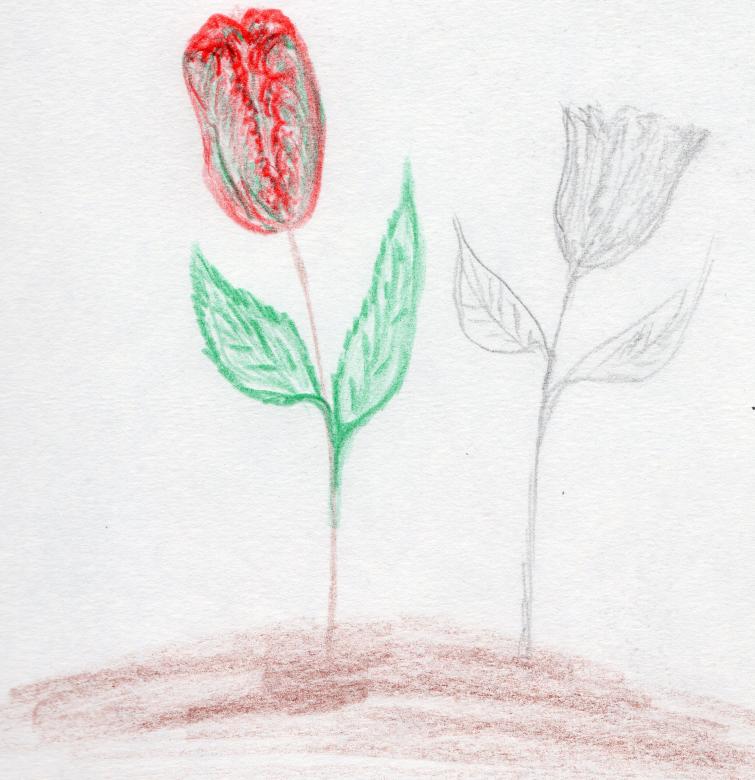 Free stock image of Rose - Hand drawn art created by rudy liggett