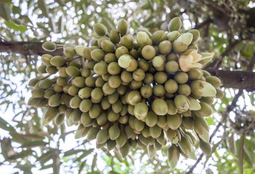 Longan Fruit - Free Stock Photo