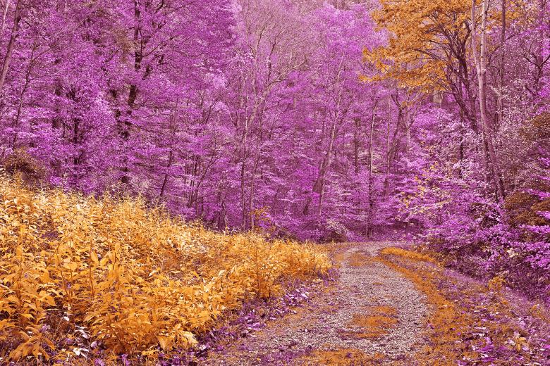 Free stock image of Golden Lavender Trail created by Nicolas Raymond