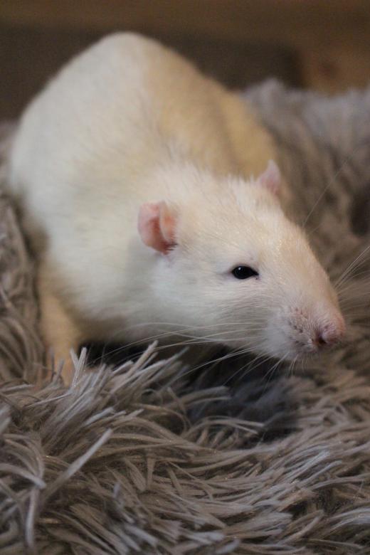 Free stock image of White Rat created by aik767