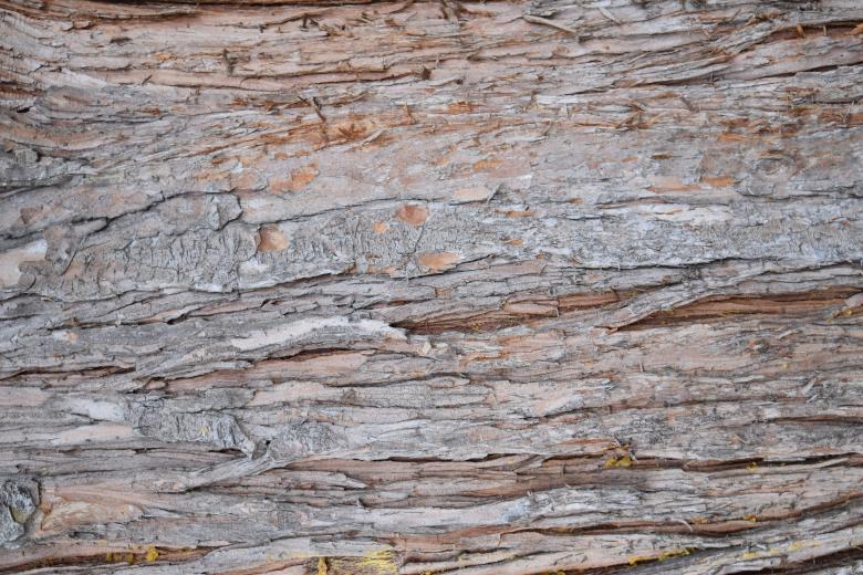 Free stock image of Wood Bark Texture created by ValérianTextureInComing