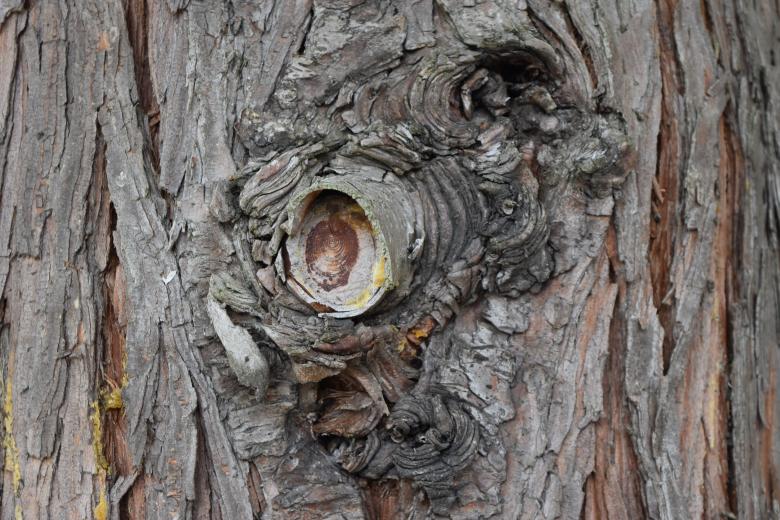 Free stock image of Wood Knot Texture created by ValérianTextureInComing