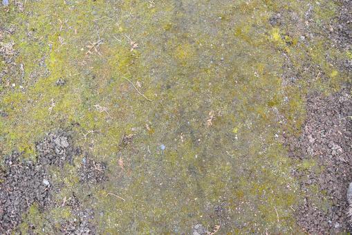 Mossy Ground Surface - Free Stock Photo