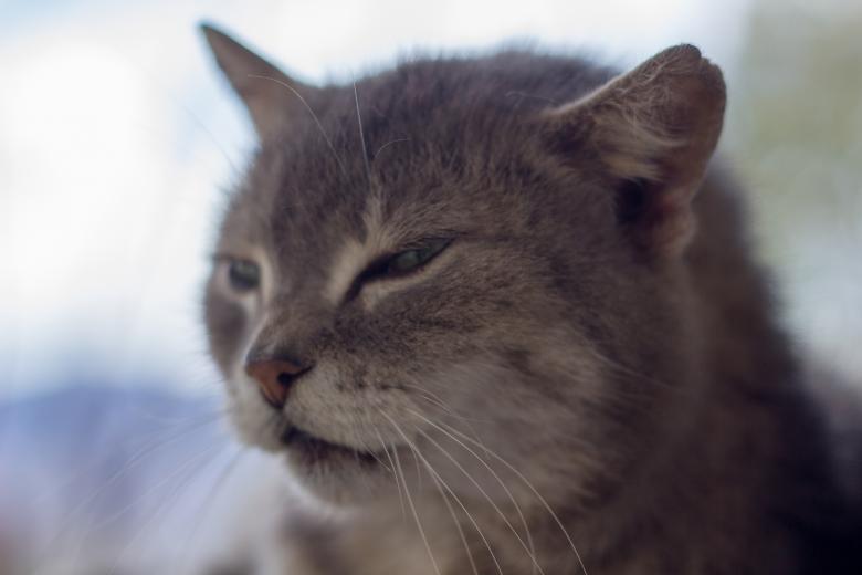 Free stock image of Cat Closeup created by Alen