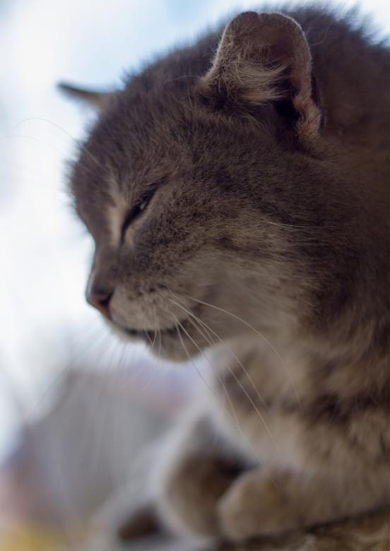 Free stock image of Cat Head Closeup created by Alen