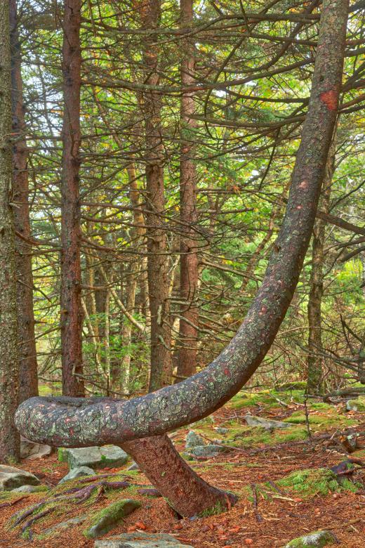 Free stock image of Twisted Spruce Knob Tree created by Nicolas Raymond