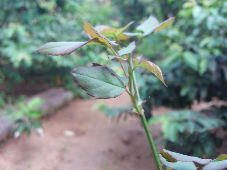 Free stock image of Rose Stalk without a Flower created by Infinity Focus