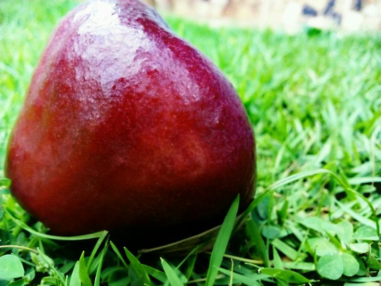 Free stock image of Jambakka - Rose Apple created by Infinity Focus