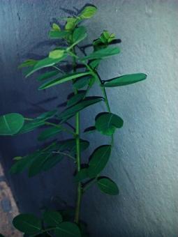 Free Stock Photo of Green Plant against a Wall