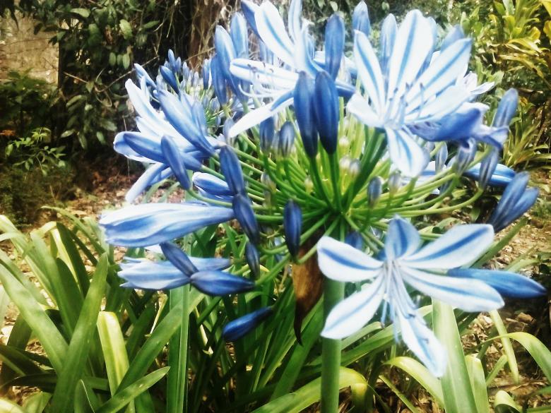 Free stock image of Blue Flower created by Infinity Focus