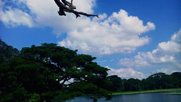 Free Stock Photo of Birds Flying over Lake