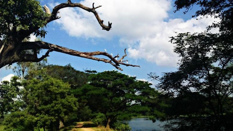 Free stock image of Forest Lake created by Infinity Focus
