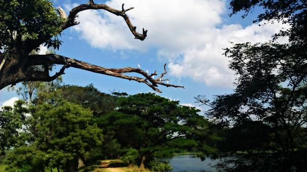 Free Stock Photo of Forest Lake