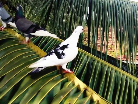 Free Stock Photo of Pigeons on Palm
