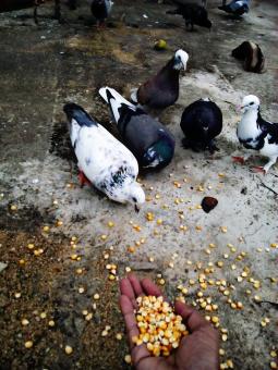 Free Stock Photo of Feeding the Pigeons