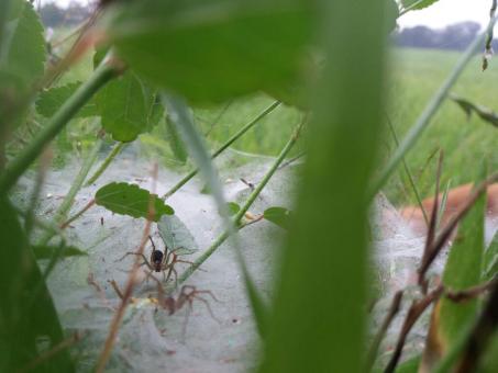 Free Stock Photo of Spiders in the Sand