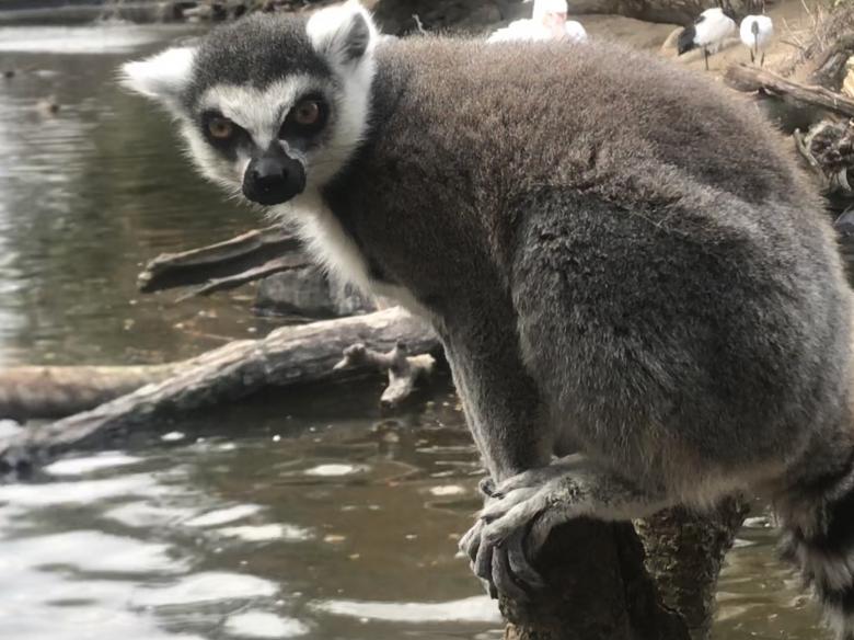 Free stock image of Lemur created by shyuichi ono