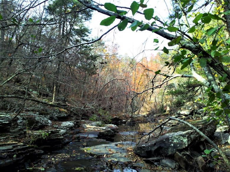 Free stock image of Secret Place in the Woods created by Brenda Bassett