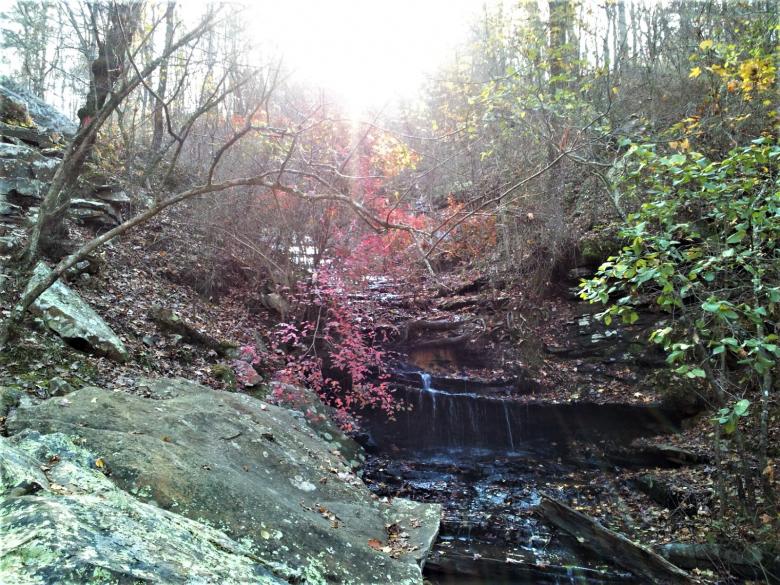 Free stock image of Small Forest Waterfall created by Brenda Bassett