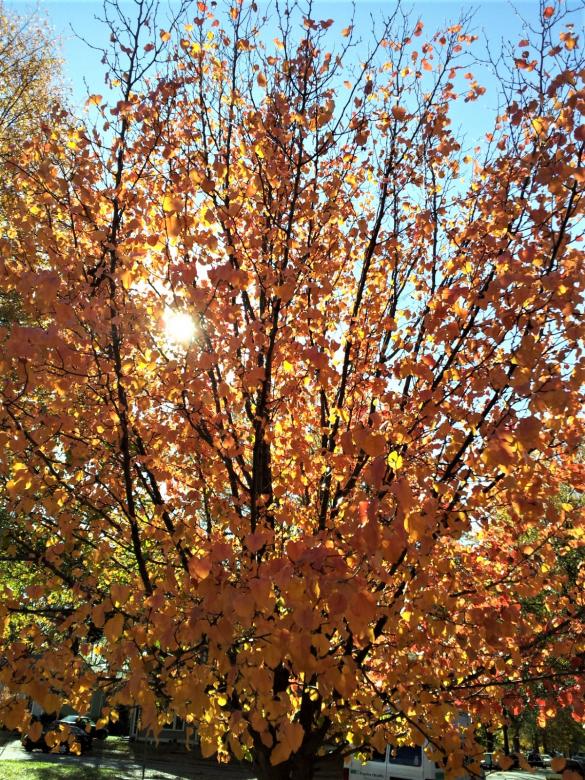 Free stock image of Tree in autumn created by Brenda Bassett