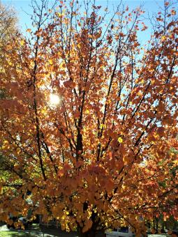 Tree in autumn - Free Stock Photo