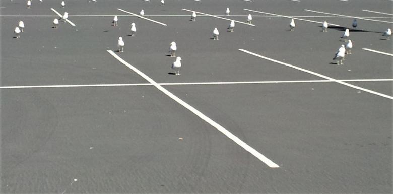 Free stock image of Birds in the parking lot created by Brenda Bassett