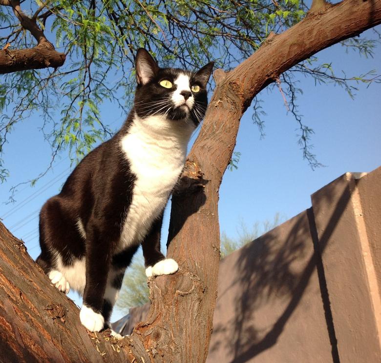 Free stock image of Cat in tree created by Brenda Bassett