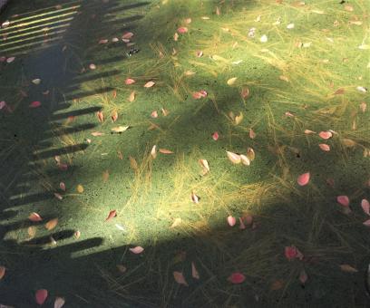 Leaves in the Moss - Free Stock Photo