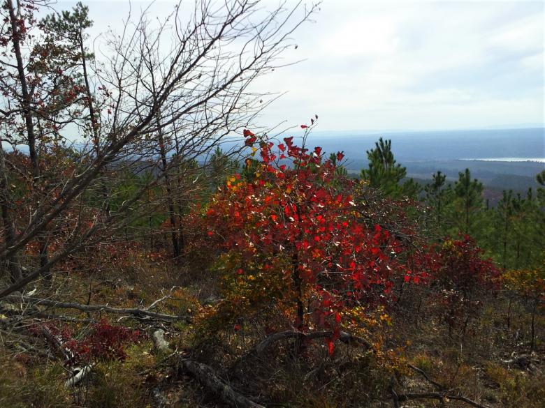Free stock image of Trees in the Forest created by Brenda Bassett