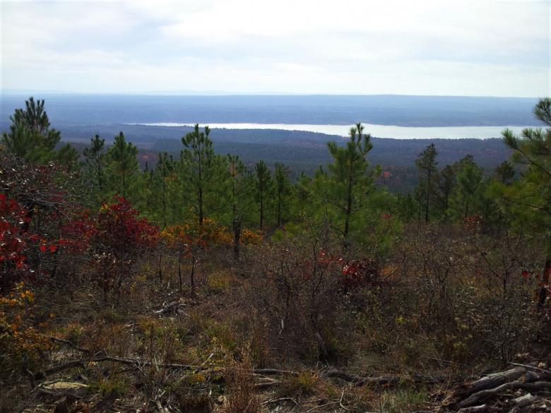 Free stock image of The Forest created by Brenda Bassett