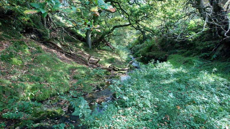 Free stock image of Stream in the North Yorks Moors created by Eric Lund