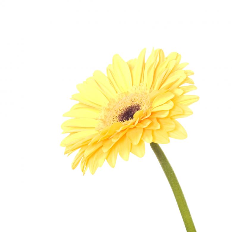 Free stock image of Yellow Isolated Flower created by 2happy