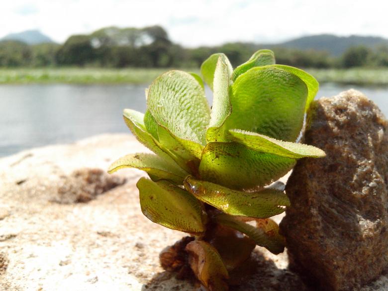 Free stock image of Water Plant created by Infinity Focus