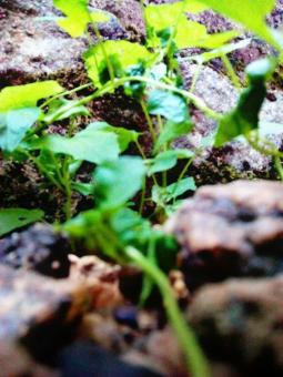 Free Stock Photo of Little Plants & Rocks