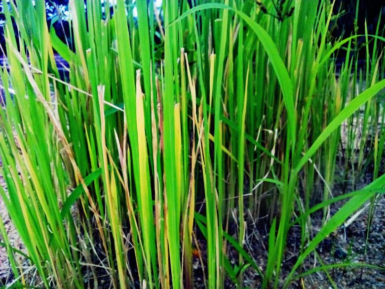 Free stock image of Green Rice Plant created by Infinity Focus