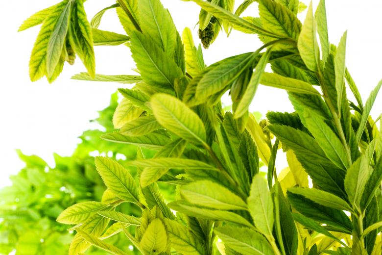Free stock image of Green Leaves Close-up created by 2happy