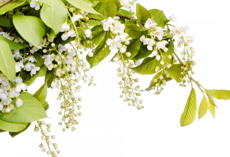 Free stock image of Beautiful Spring Flowers created by 2happy