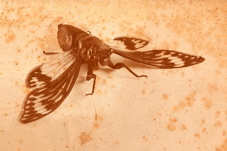 Free stock image of Vintage Sepia Cicada created by Nicolas Raymond