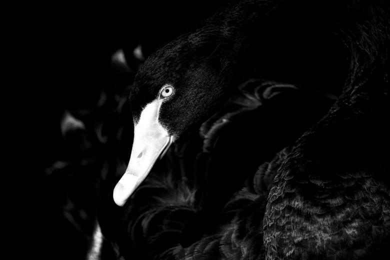 Free stock image of Cygnus Atratus created by Nicolas Raymond
