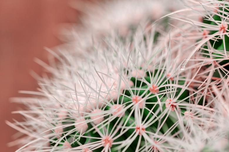 Free stock image of Cactus Dream Spines created by Nicolas Raymond