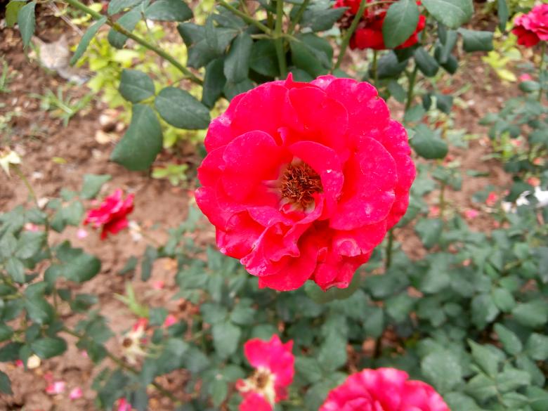 Free stock image of Beautiful Flower created by M. Afaq Riaz