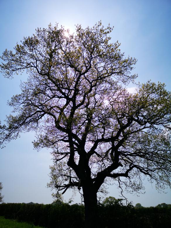 Free stock image of Striking tree created by Eric Lund